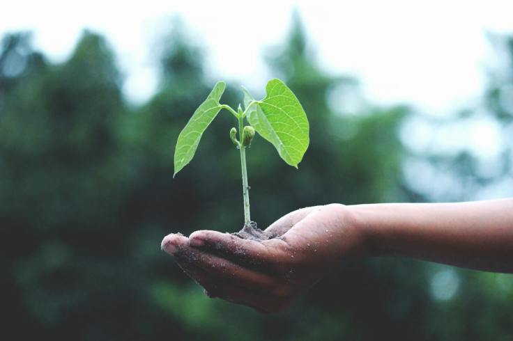 Application and Renewal